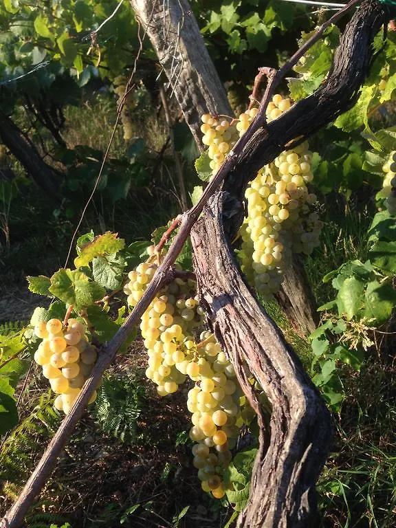 Il Nettare Agriturismo Riomaggiore Farm stay