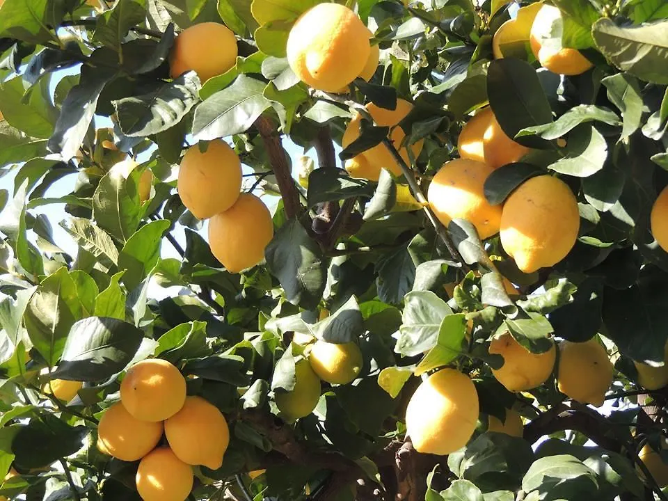 Farm stay Il Nettare Agriturismo Riomaggiore